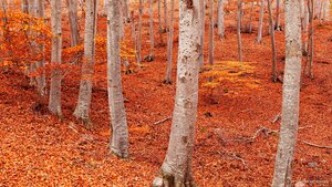 Orange you glad it's fall?