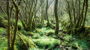Monk’s Dale, Derbyshire Dales National Nature Reserve, England