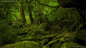 Mononoke Hime no Mori on Yakushima, Japan