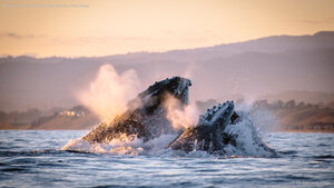 Humpback whales, Monterey Bay, California, United States