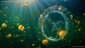 Moon jelly and golden jellyfish, Raja Ampat, West Papua, Indonesia