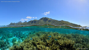 Coraux et lagon de Moorea, Polynésie française