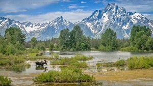 Moose crossing a pond below Mount Moran, Grand Teton National Park, Wyoming