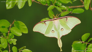 Luna moth resting on cedar elm, New Braunfels, Texas, USA