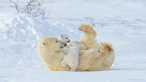 Polar bear mother and cubs playing in Wapusk National Park, Manitoba, Canada