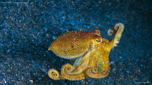 Mototi octopus, Lembeh Strait, Indonesia