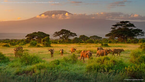Mount Kilimanjaro with Cape buffaloes in foreground, Amboseli Biosphere Reserve, Kenya
