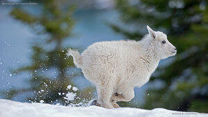 Mountain goat kid in western Montana