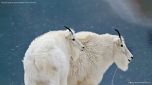 Mountain goats at Glacier National Park in Montana