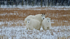 Mountain goats in the Yukon, Canada