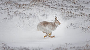 Mountain hare running across snow-covered upland, Scotland