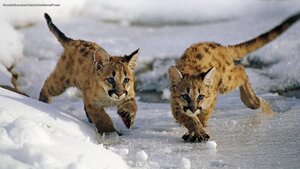 Mountain lion cubs in Utah’s Uinta National Forest