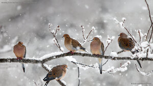 Mourning doves near Bear River, Nova Scotia, Canada
