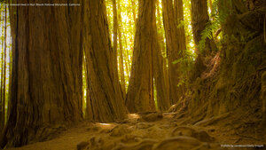Giant redwood trees in Muir Woods National Monument, California
