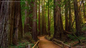 Muir Woods National Monument near San Francisco, California