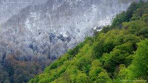 Muniellos Nature Reserve in Asturias, Spain