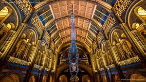 Blue whale skeleton in the Natural History Museum, London, England