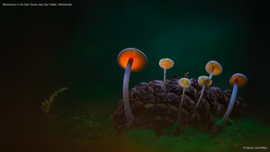 Mushrooms in the Dark Dunes near Den Helder, Netherlands