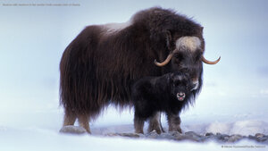 Muskox with newborn in the central Arctic coastal plain of Alaska