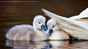 Mute swan chicks shelter under mom's tail feathers, Massapequa Preserve, Long Island, New York