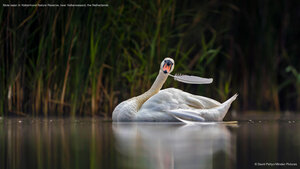 Mute swan in Valkenhorst Nature Reserve, near Valkenswaard, the Netherlands