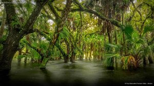Myakka River State Park, Florida