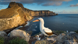 Nazca boobies, Wolf Island, Galápagos Islands, Ecuador