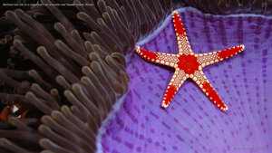 Necklace sea star on a magnificent sea anemone near Sipadan Island, Borneo