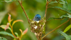 Female black-naped monarch nesting