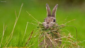 Nesting rabbit