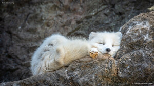 Arctic fox sleeping