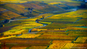 Vue aérienne de champs géométriques de raisin, vignoble en Alsace