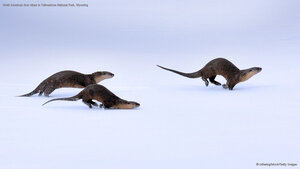 North American river otters in Yellowstone National Park, Wyoming