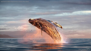 North Pacific humpback whale breaching in Frederick Sound, Alaska