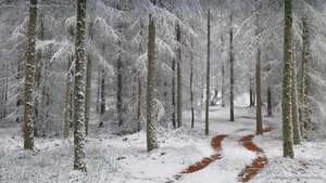 Northern Vosges Regional Nature Park, France
