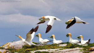 Northern gannets on Great Saltee Island, Ireland