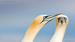 Northern gannets on the Saltee Islands, Ireland