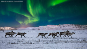 Northern lights and wild reindeer on the tundra in Norway