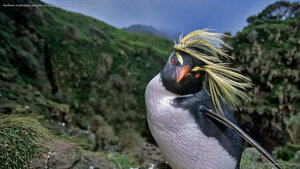 Northern rockhopper penguin on Gough Island in the South Atlantic
