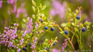 Blueberries growing in the wild