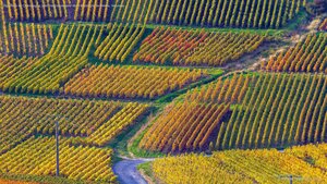 Vignobles de Champagne, parc naturel régional de la Montagne de Reims, Verzenay