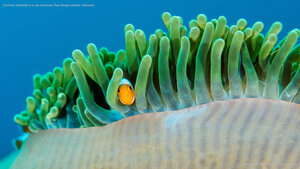 Common clownfish in a sea anemone, Raja Ampat Islands, Indonesia