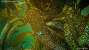 Ochre sea star on kelp off the coast of California