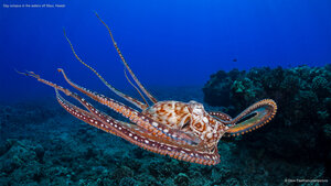 Day octopus in the waters off Maui, Hawaii