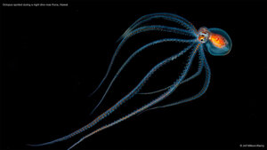 Octopus spotted during a night dive near Kona, Hawaii