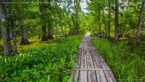 Old Barataria Trail, part of Jean Lafitte National Historical Park and Preserve, Louisiana