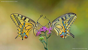 Old World swallowtail butterflies on a flower
