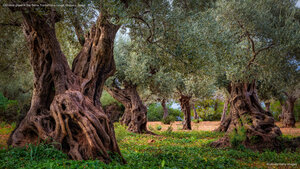 Old olive grove in the Serra Tramuntana range, Majorca, Spain
