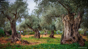 Olive orchard in the Serra de Tramuntana, Mallorca, Balearic Islands, Spain