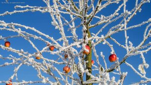 On Pie Day, an apple tree in winter